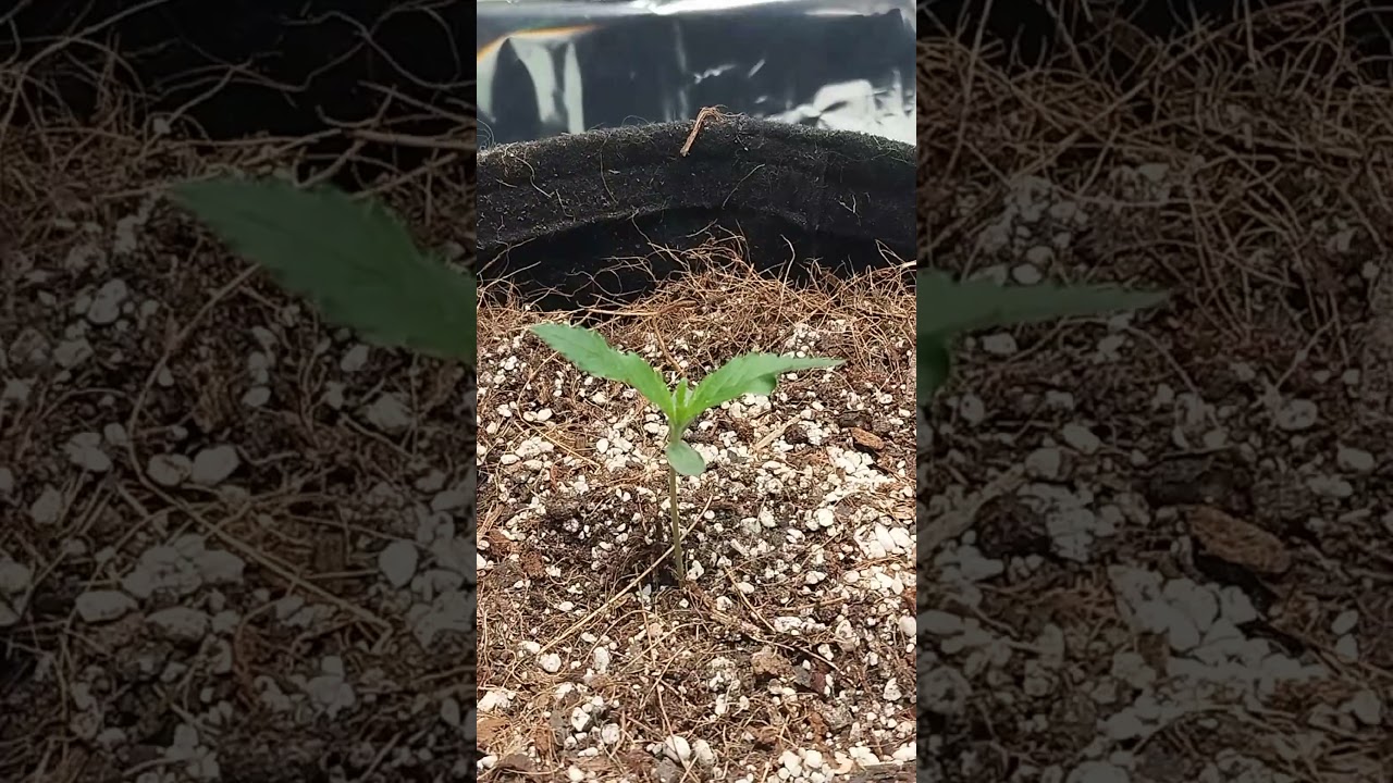 Cultivo Indoor Auto Critical Orange Punch Dutch passion Dia 10