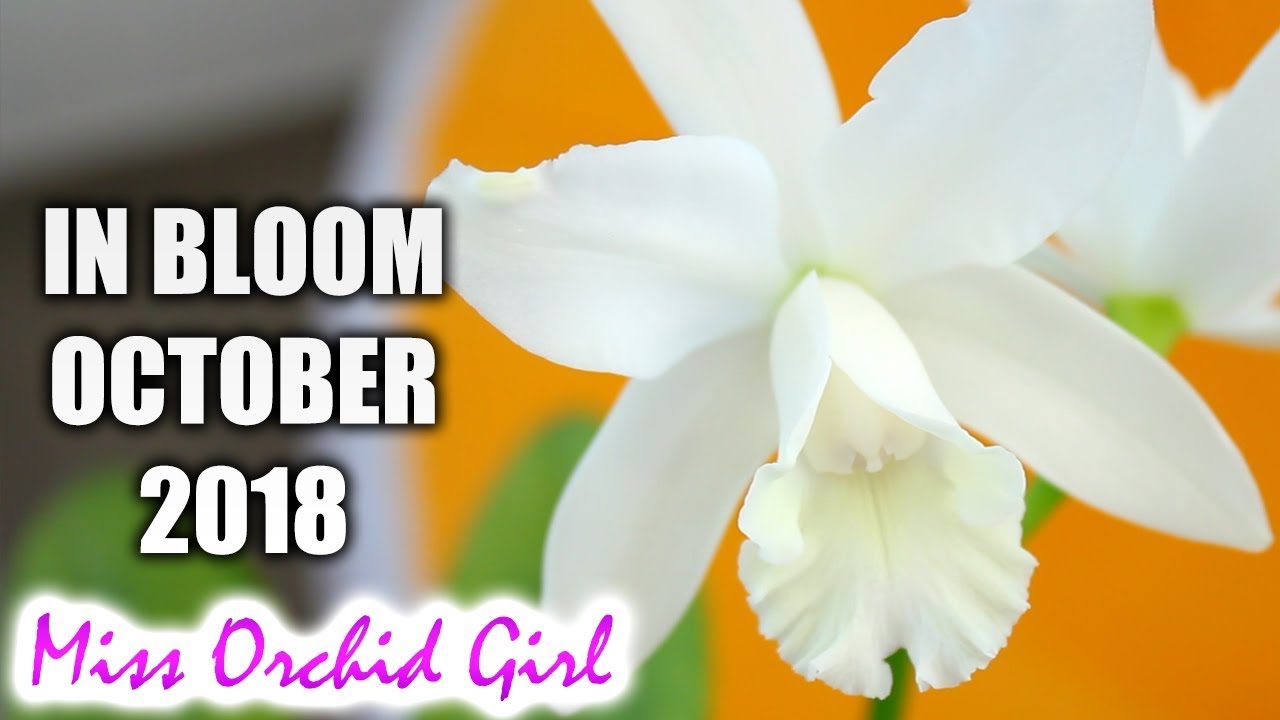 Orchids in bloom - October 2018 | Get your wish lists ready!