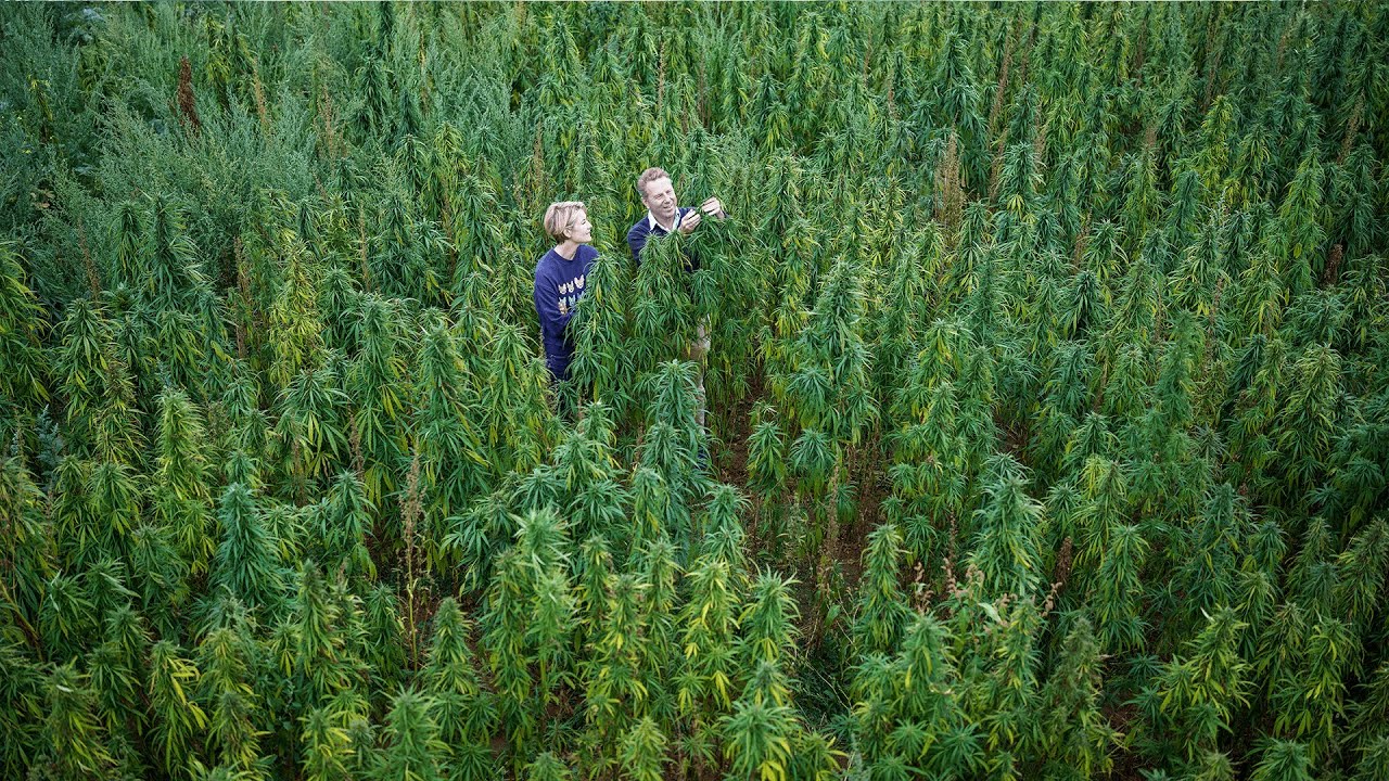 Explaining the surge in cannabis jobs