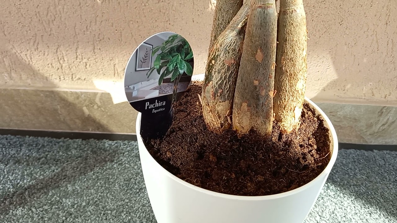Aveți aceasta planta?... ..nu ar trebui sa va lipsească!