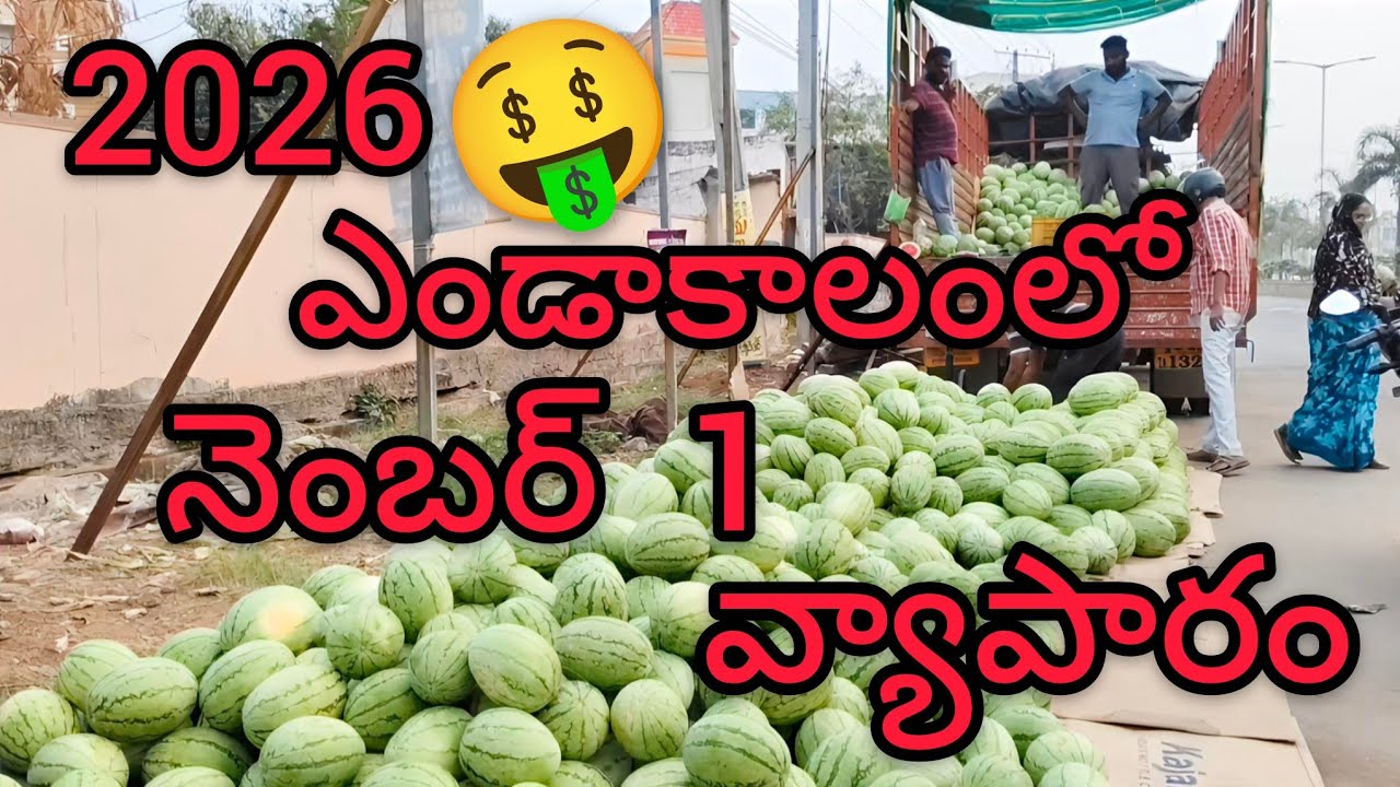 🤩పుచ్చకాయల వ్యాపారం | Watermelon Business | Watermelon Best Business | Watermelon business | 