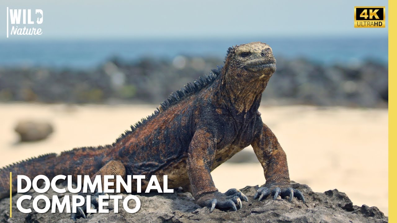 ISLAS GAL&Aacute;PAGOS - Desaf&iacute;os Mortales | Documental Animal
