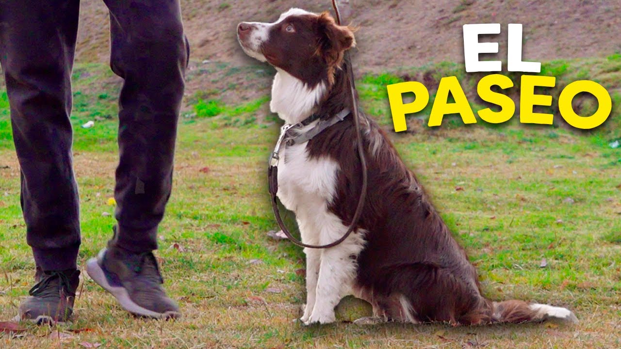 PASEAR a UN PERRO en MENOS DE 5 MINUTOS