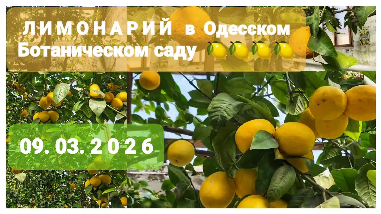 Одесса 🍋 ЛИМОНАРИЙ в Одесском Ботаническом саду 🍋 09.03.2026 #odessa #лимонарий 