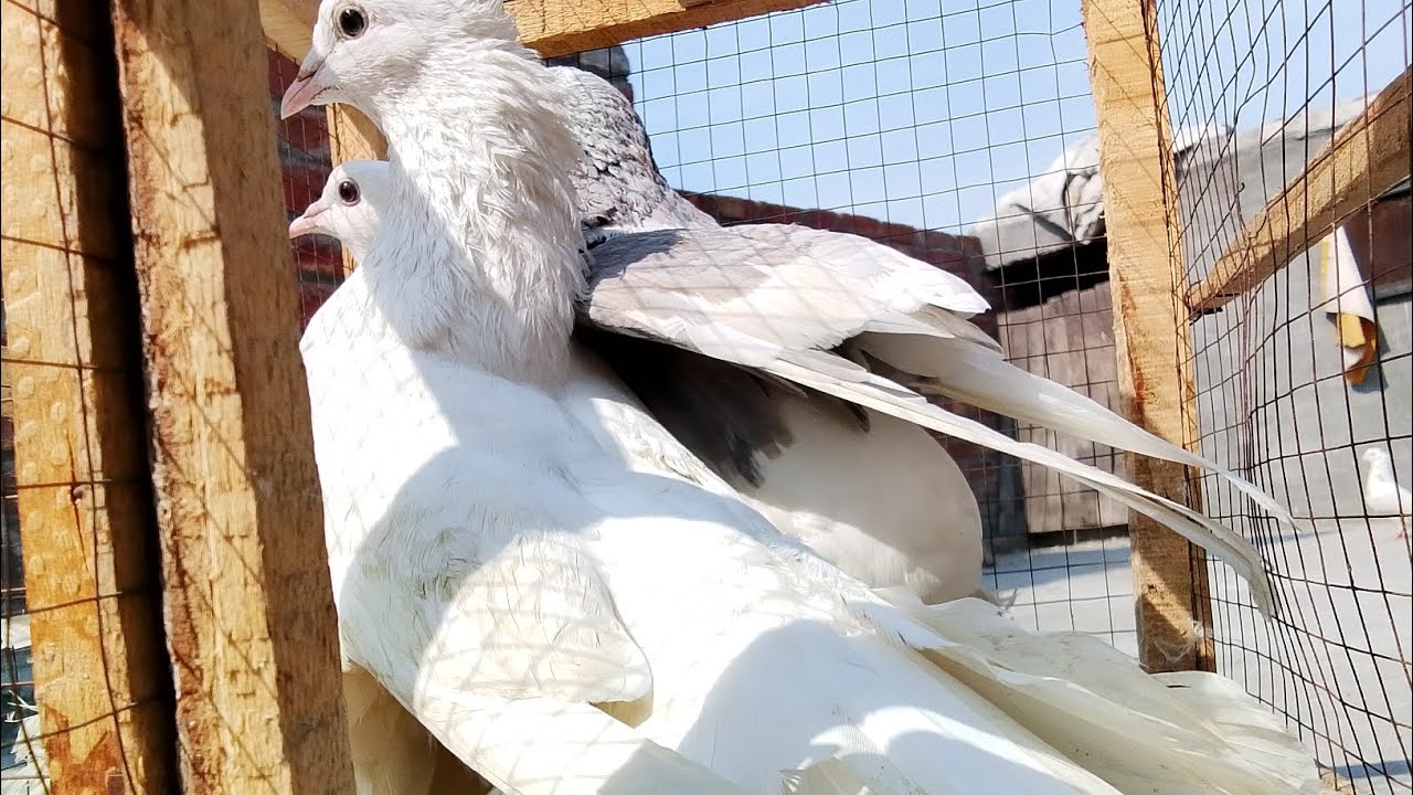 SM lahore pets # subscribe #🕊️