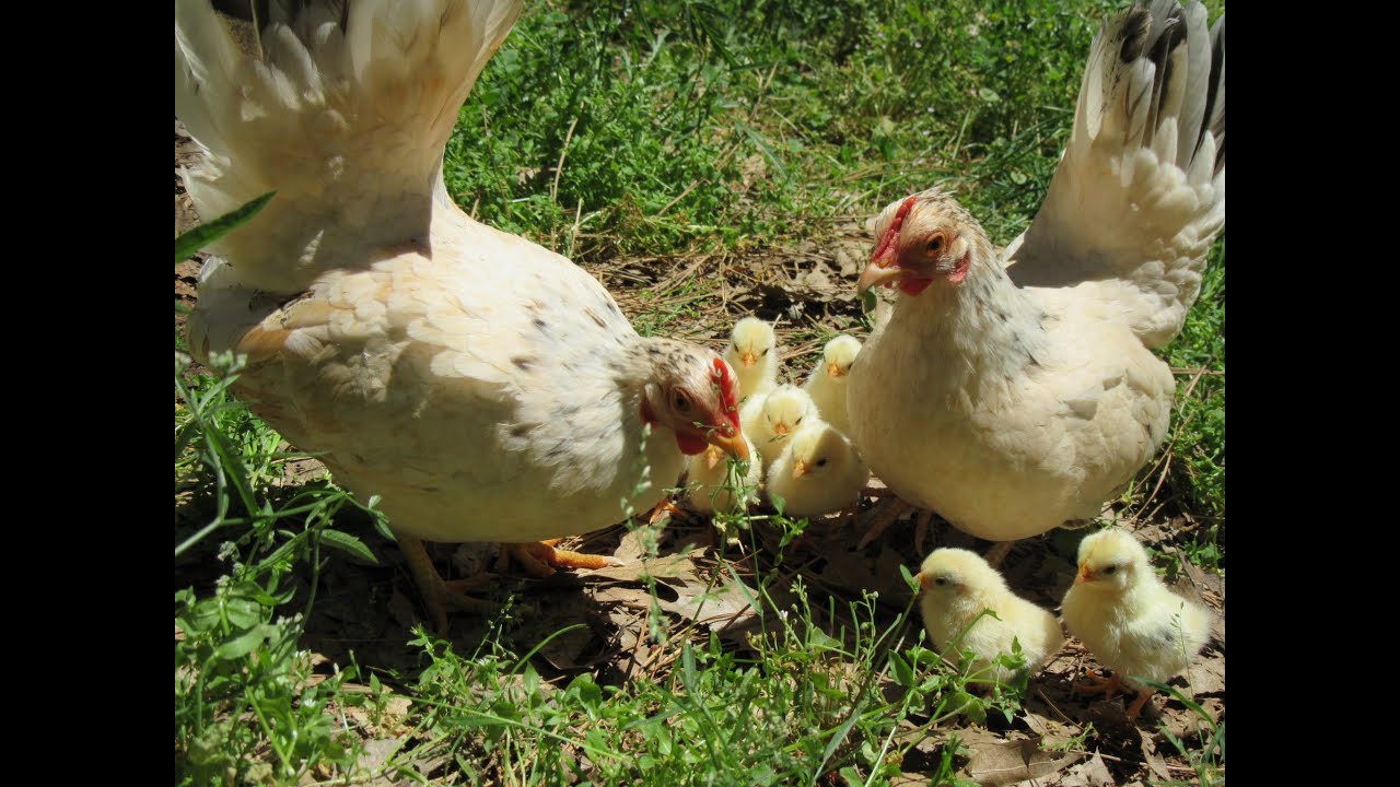Broody Serama Hens Share A Nest