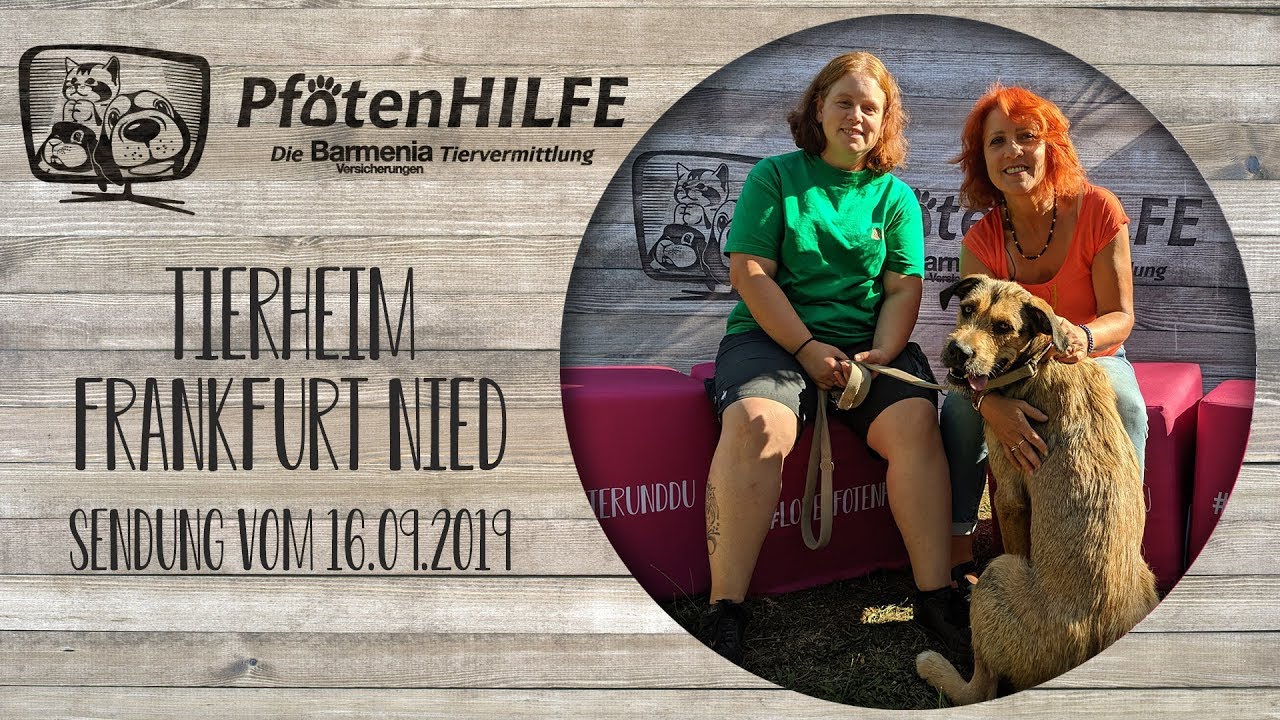 Pfotenhilfe - Die Barmenia Tiervermittlung aus dem Tierheim Frankfurt Nied