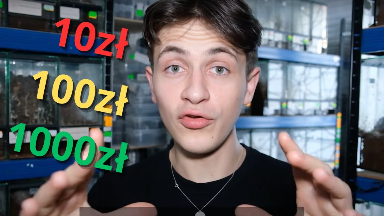 Jak zacząć hodowlę PTASZNIKÓW mając 10, 100 lub 1000 zł? Poradnik dla początkujących!