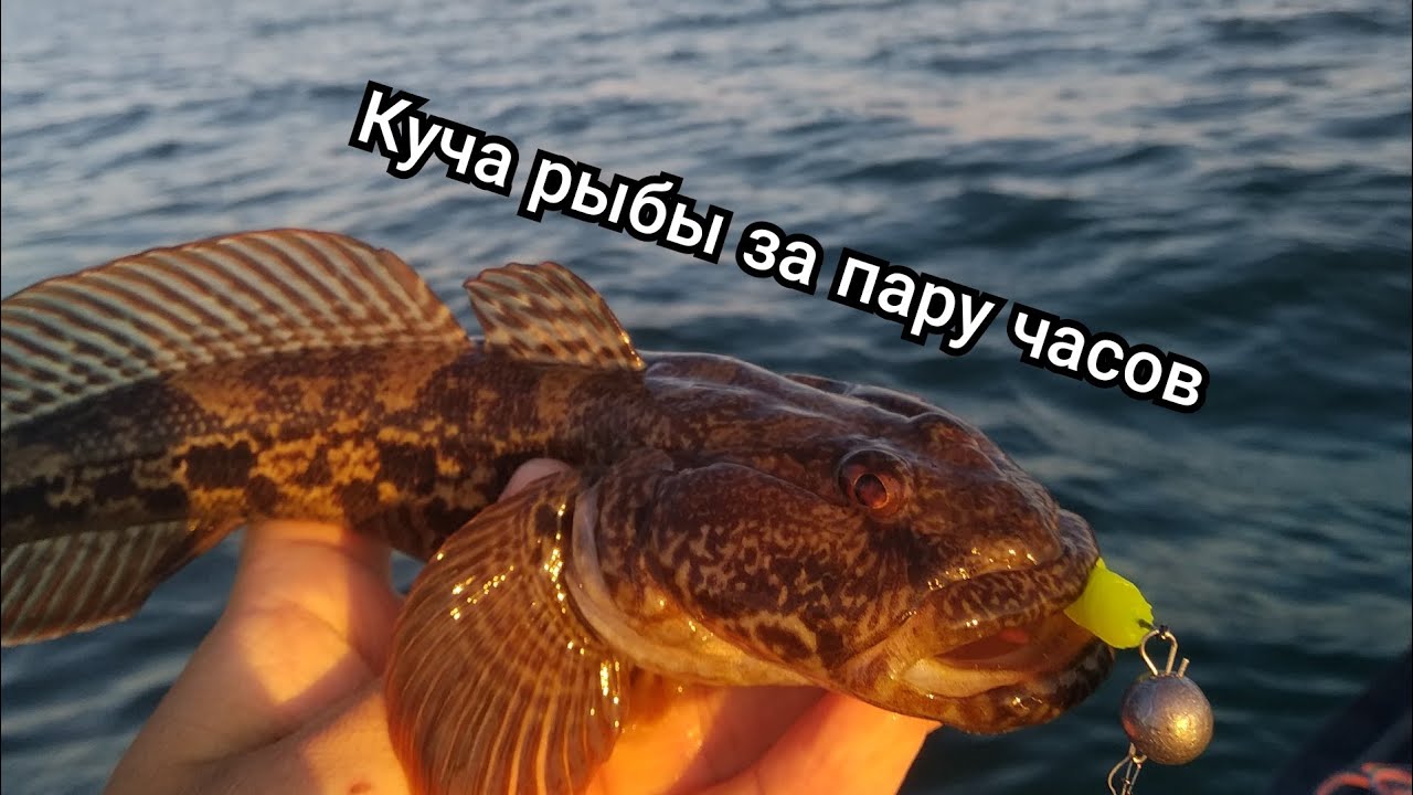 Ловим бычка на силикон на Черном море