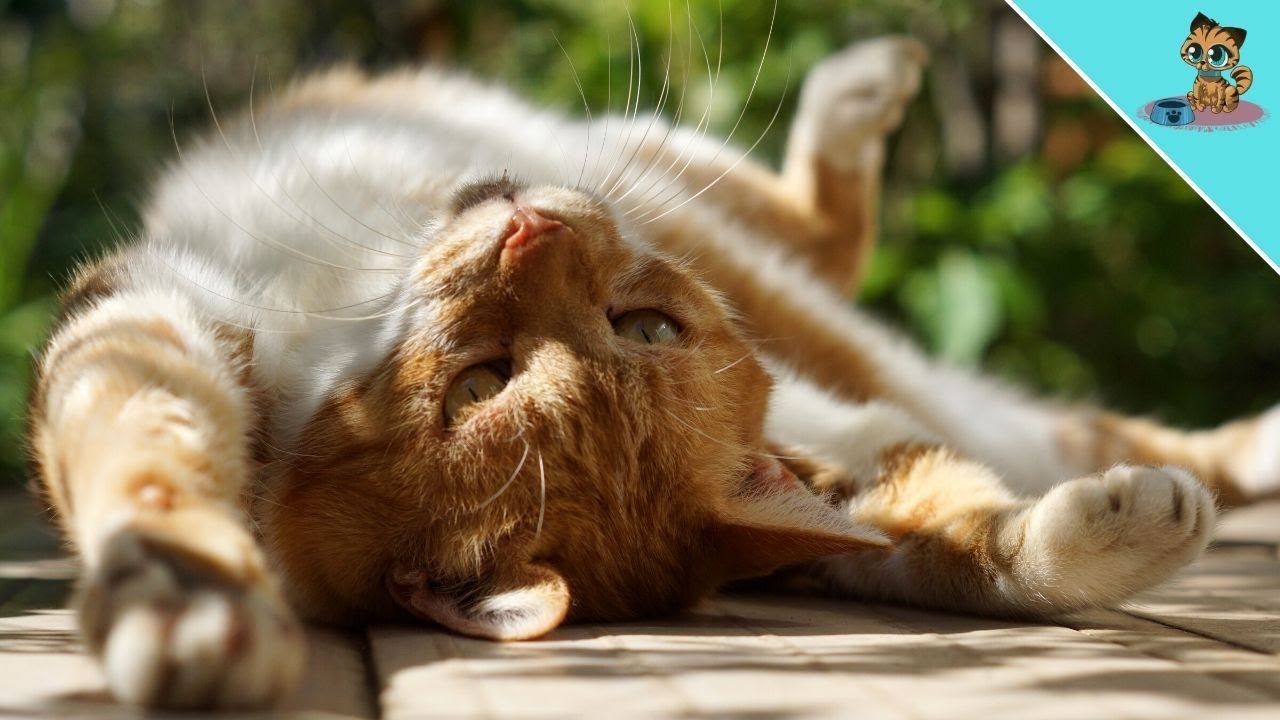 Die Körpersprache deiner Katze ENDGÜLTIG erklärt