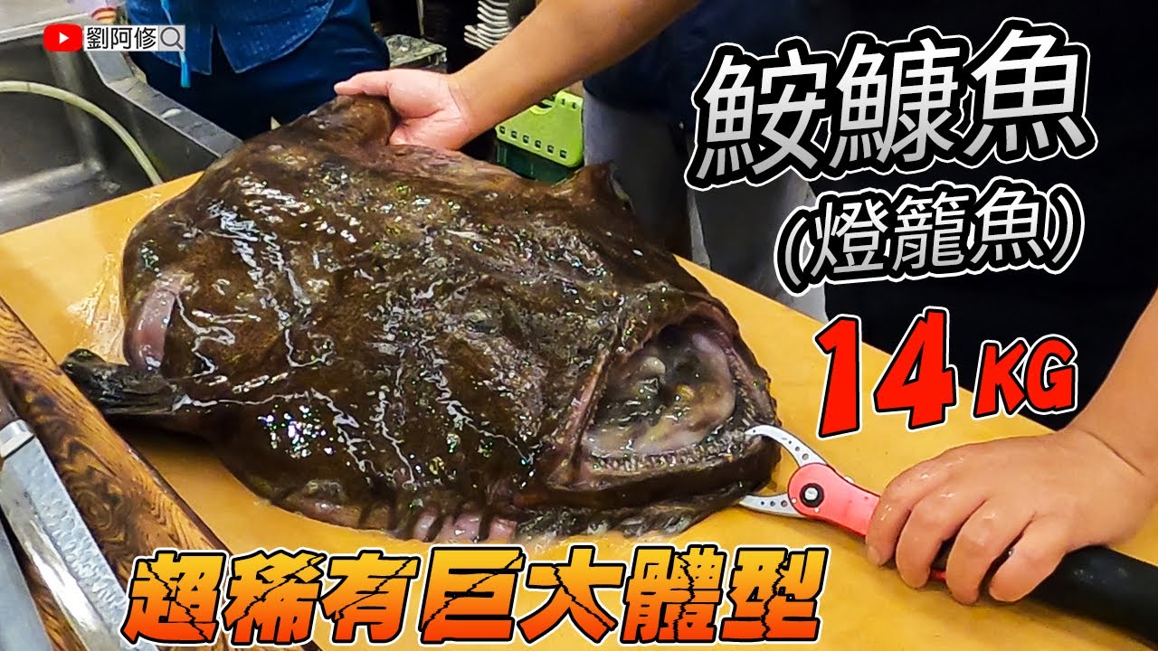 鮟鱇魚的處理｜長相奇特卻很美味的鮟鱇魚該如何處理？重達14公斤北海道來的超稀有巨物《味留一升庵》比之前看過的魚肝都要大好幾倍啊！F.t 阿坤的水族遊樂園 2021/01/09