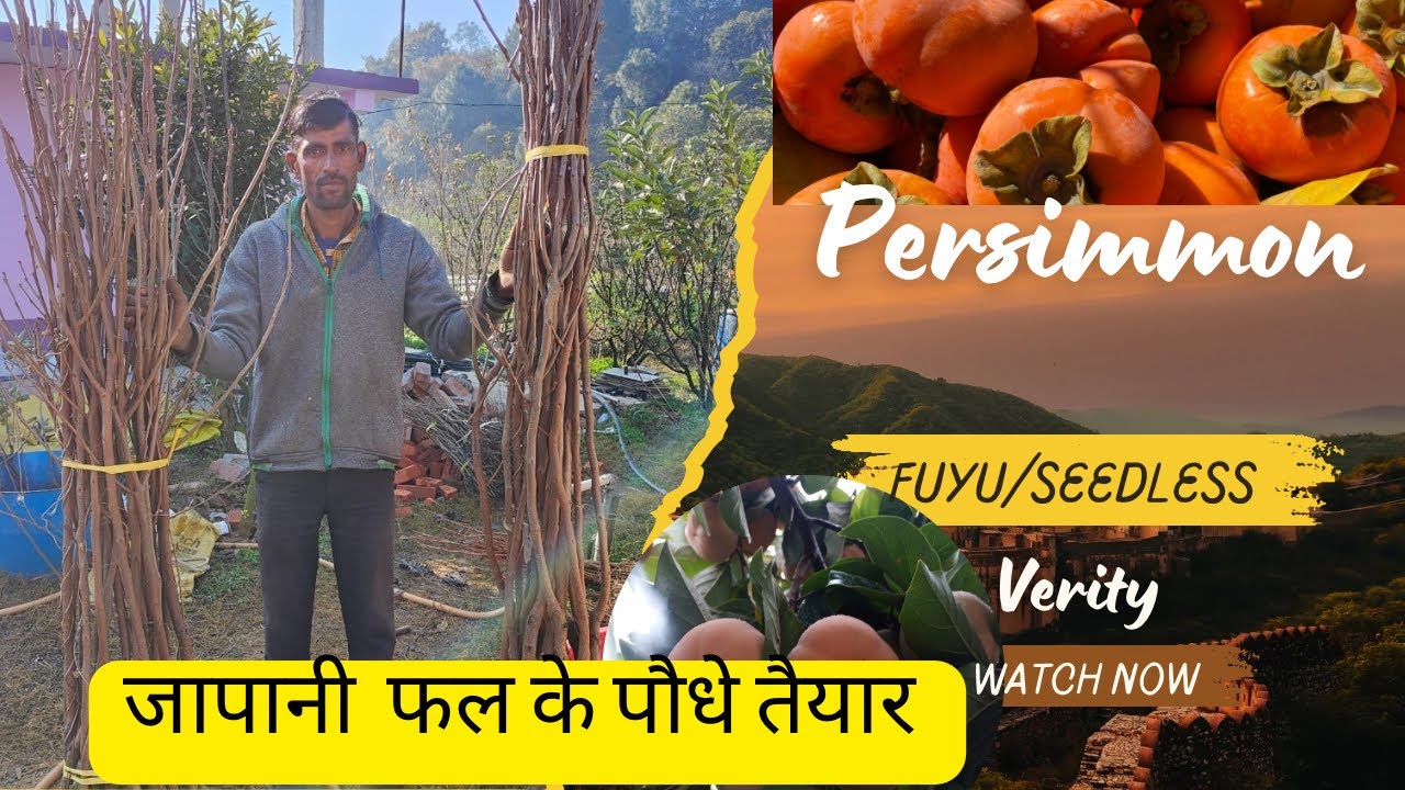 जापानी फल की नर्सरी । Persimmon fruit plant nursery available booking open