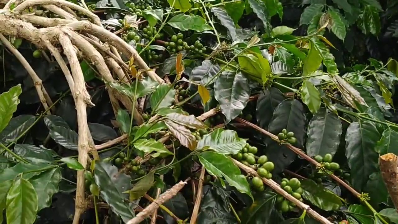 kenapa kopi timtim lebih unggul dari kopi jenis ateng