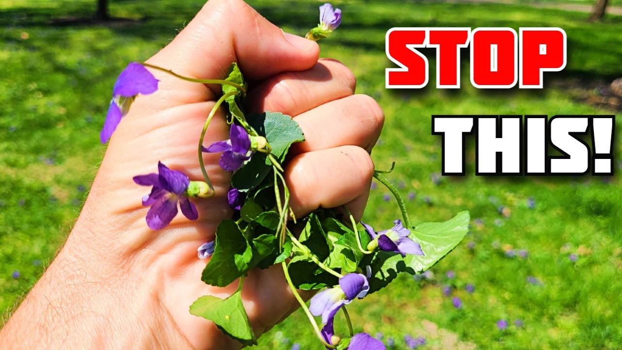 This Purple Weed Will DESTROY Your Lawn If You Ignore It?