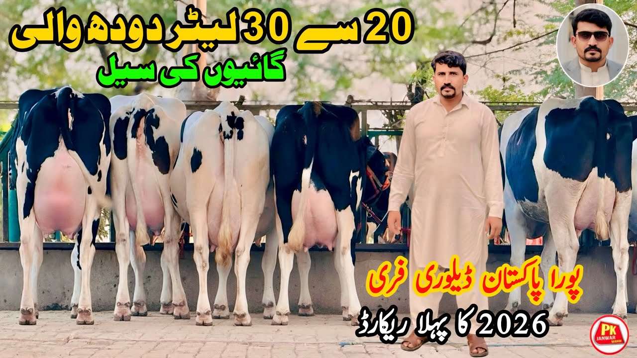 Hanjra Dairy Farm | Biggest Dairy Farm in Punjab || 20 Liter Doodh Wali Cow | Pk Janwar Mandi 2026