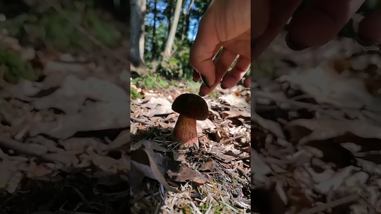 Крапчастий дубовик(Neoboletus luridiformis)