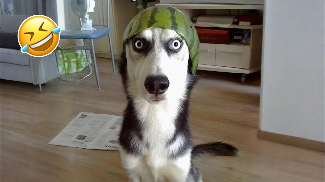 Funniest Cats and Dogs Clips 2026😼🐶Try Not To Laugh😜 Part 1