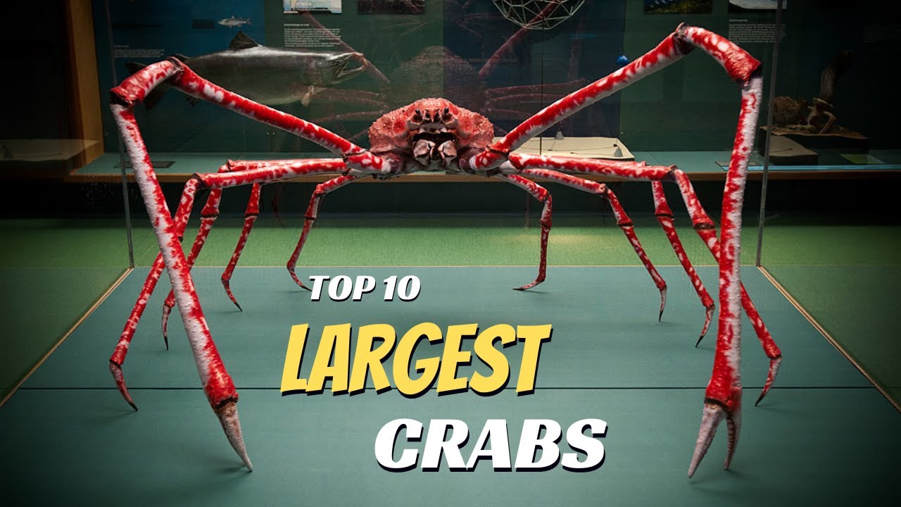 Top 10 Largest Crabs In The World