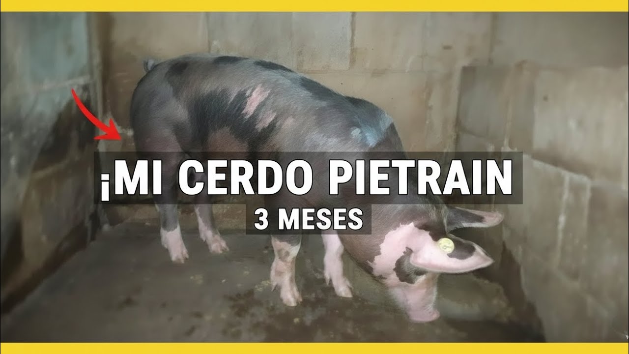 ¿CUÁNTO PESA UN PIETRAIN DE 3 MESES? Te vas a sorprender.