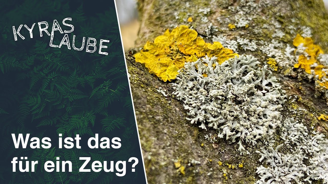 Flechten - ein Problem für meine Obstbäume und -sträucher?