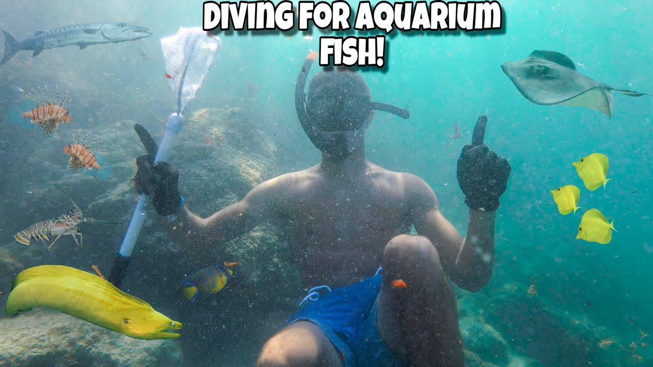 DIVING For TROPICAL AQUARIUM FISH!!