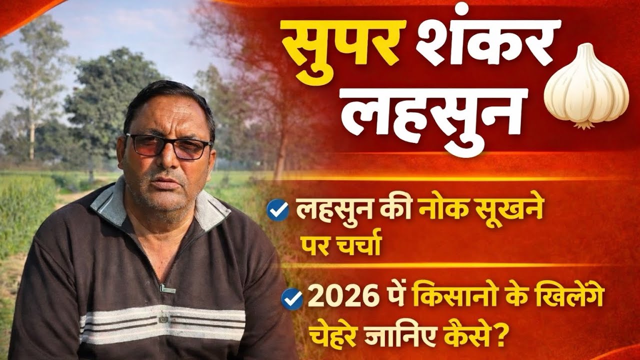 Super Shankar Lahsun🧄 | लहसुन की नोक सूखने का इलाज + 2026 में लहसुन का भाव & मुनाफा