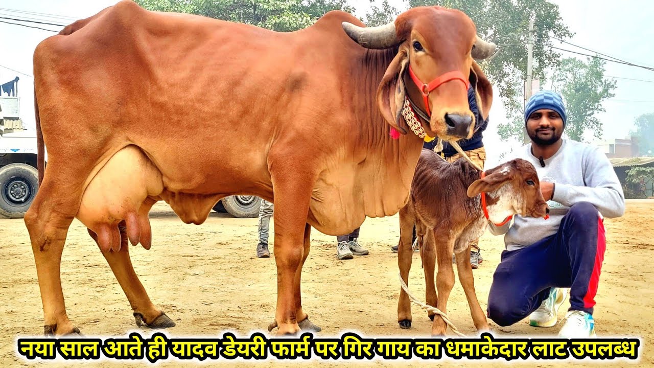 नया साल आते ही यादव डेयरी फार्म पर गिर नस्ल का धमाकेदार लाट उपलब्ध || yadav dairy farm lucknow #cow 