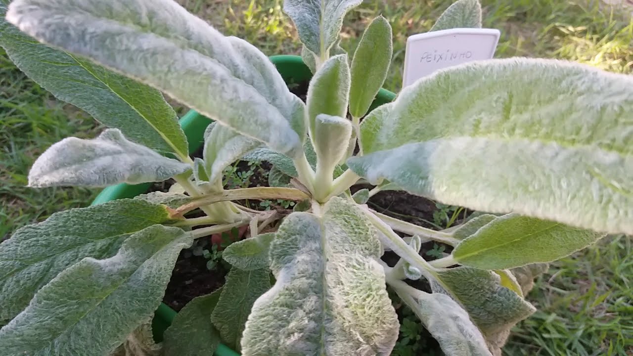 Peixinho da Horta / PANC