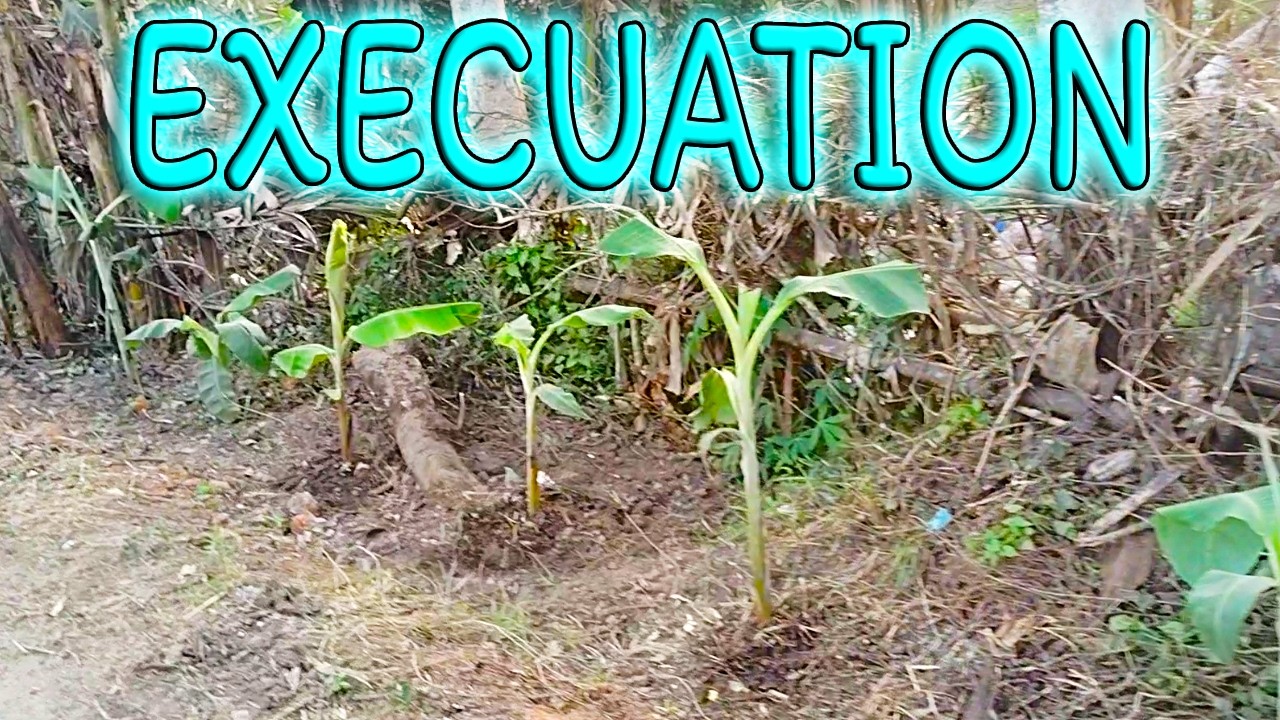 CARRIER👽#banana #farming #cleaning #tree #trending #viral #views #villagelife #nature #plants