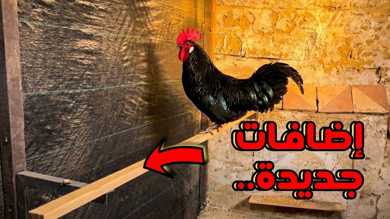 أولى الإضافات الجديدة للعنابر استعداداً لزيادة عدد الدجاج