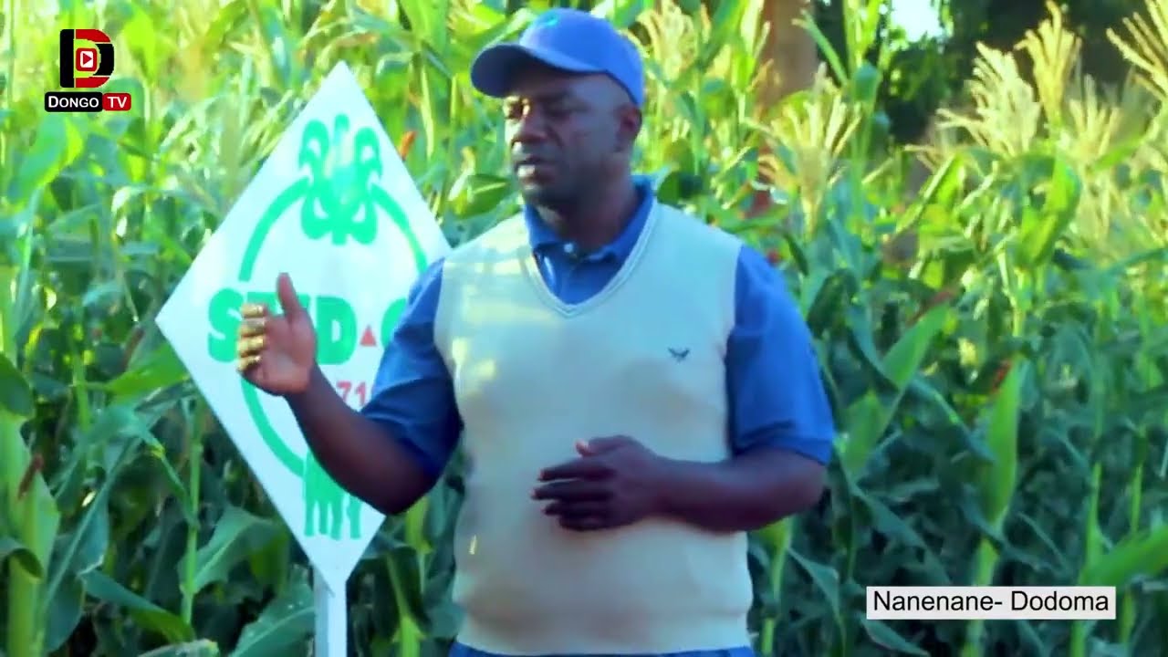 JIFUNZE KILIMO CHA MAHINDI YA UMWAGILIAJI, MBINU ZA KUPANDA HADI KUVUNA NA CHANGAMOTO ZAKE