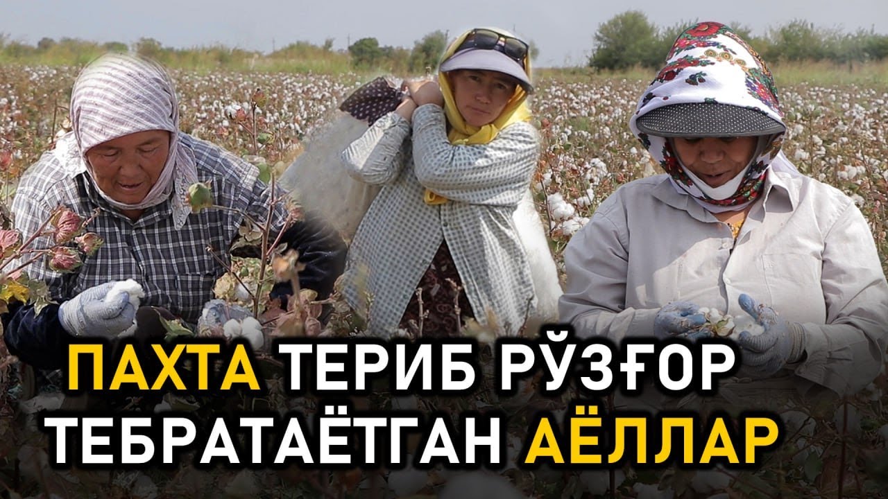 Умри пахта даласида ўтаётган қишлоқ аёллари