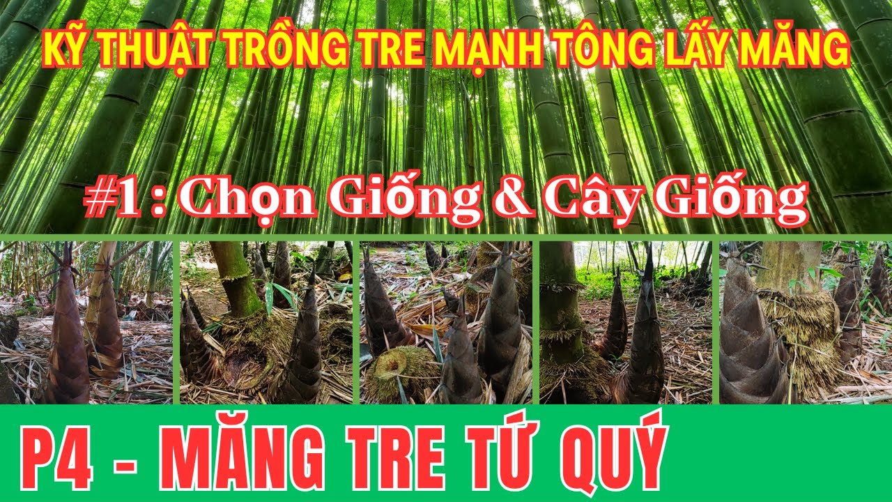 Chọn Giống & Cây Giống | Kỹ Thuật Trồng Tre Mạnh Tông Lấy Măng | Măng Tre Tứ Quý P4 | Vườn Năm Thiên