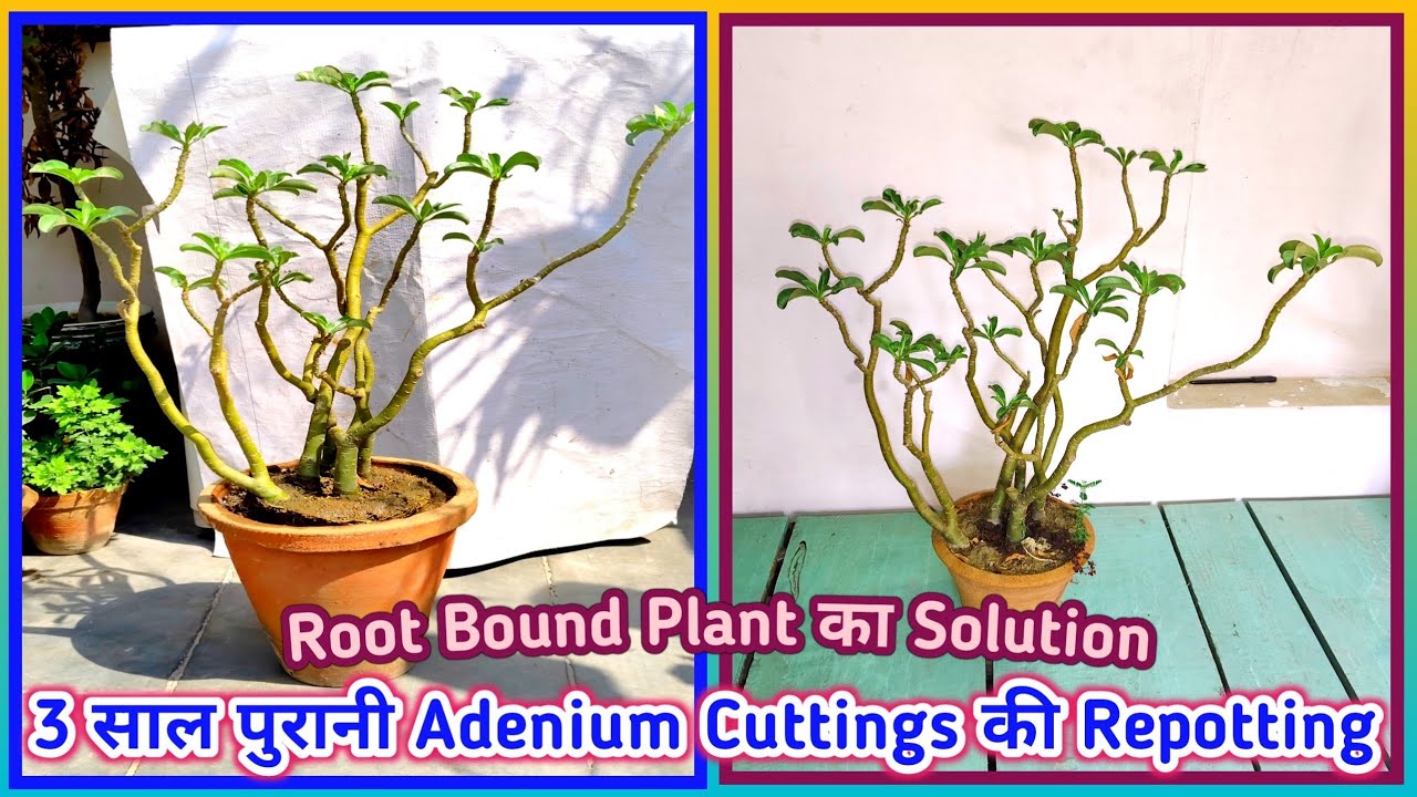 3 साल पुरानी Adenium Cuttings की Repotting | Root Bound Plant का Solution | @Baghwani695 