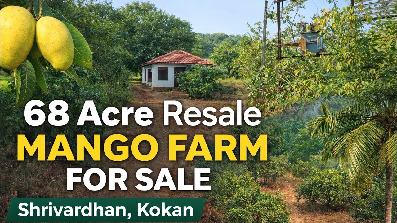 68 Acres Mango Farm for Sale in Kokan | Shrivardhan | Income Generating Farmhouse Property