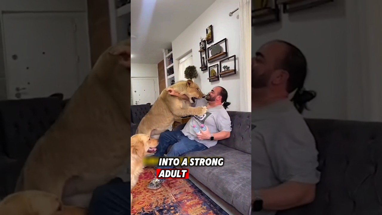 The helpless lion was lucky to meet a kind man who saved it after being abandoned #rescue #lion
