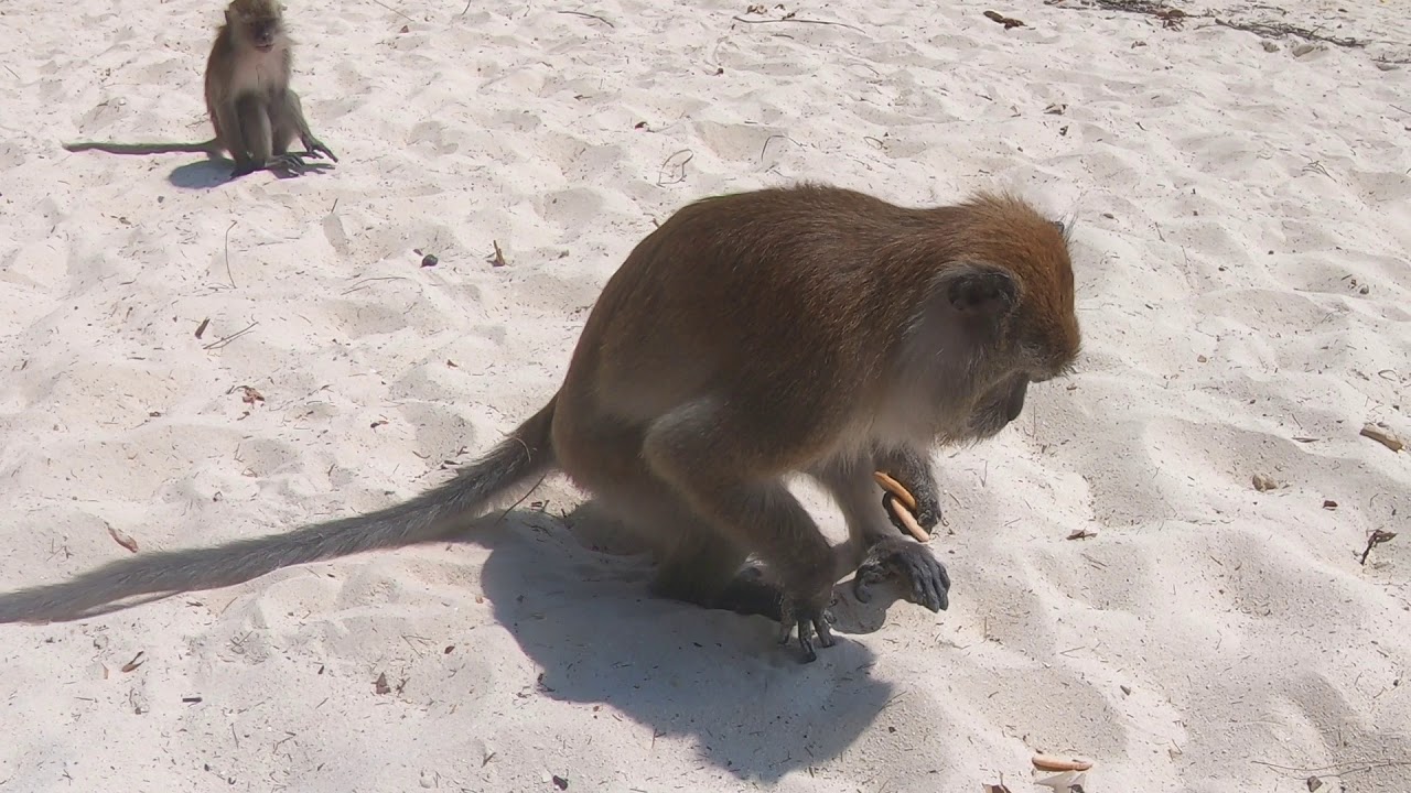 Insula Langkawi - Maimute