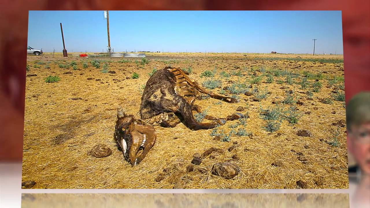 George Will: Record Heat Waves and Drought Are Just Summer, 