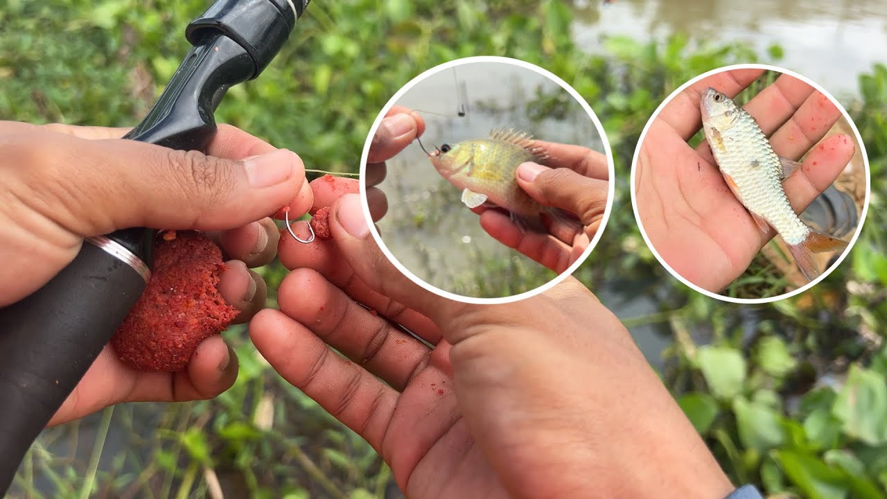 ស្ទូចត្រីប្រើនុយលាយសាកមើល #fishing 