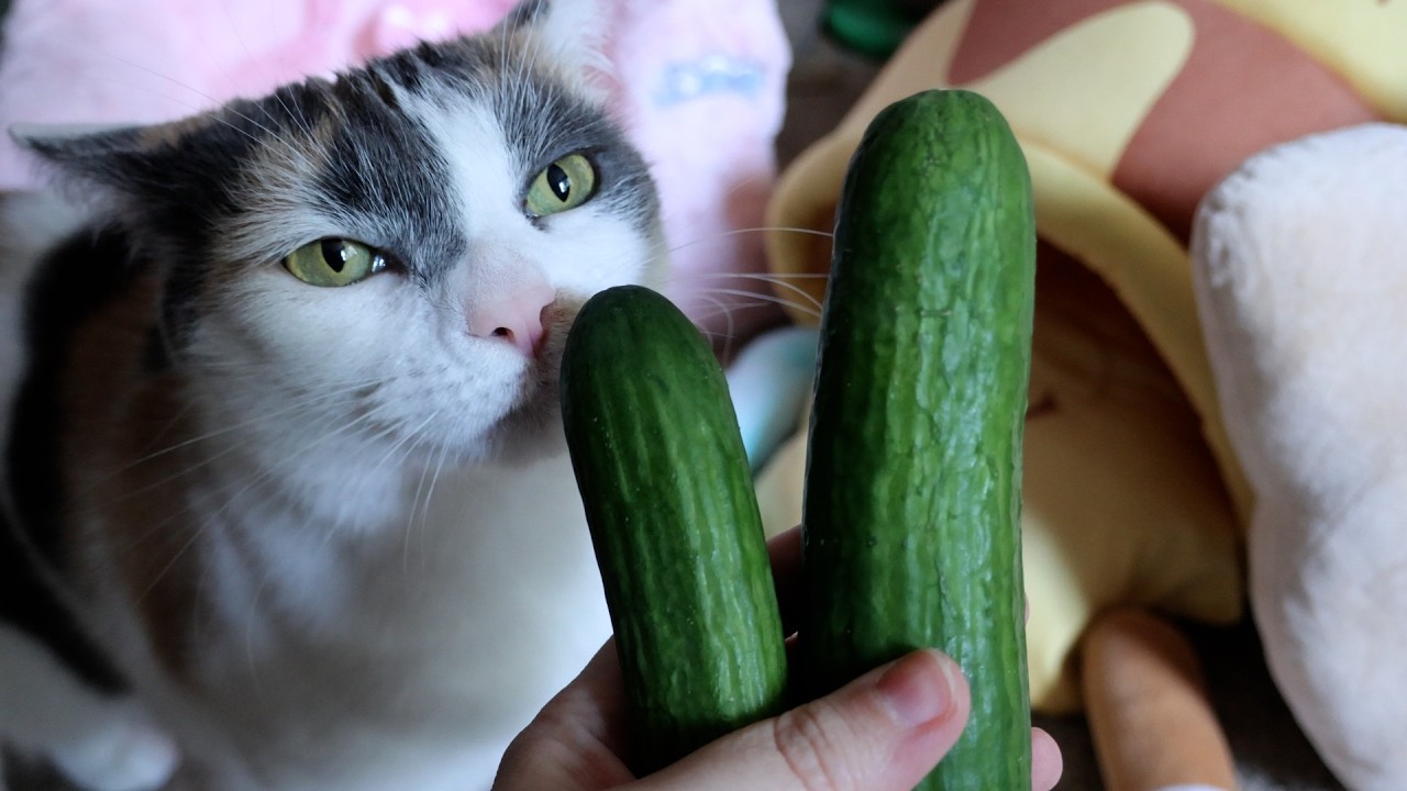 Коты не впечатлены моими огурцами