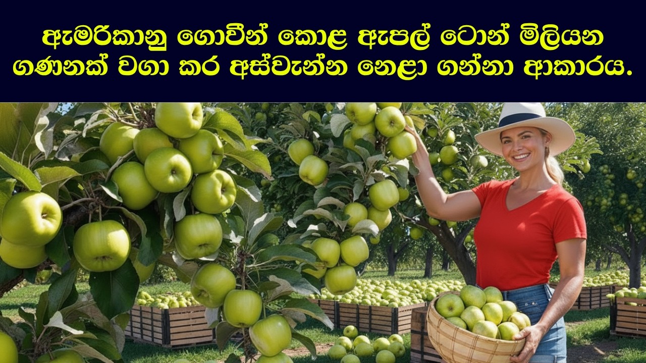 ඇමරිකානු ගොවීන් කොළ ඇපල් ටොන් මිලියන ගණනක් වගා කර අස්වැන්න නෙළා ගන්නා ආකාරය