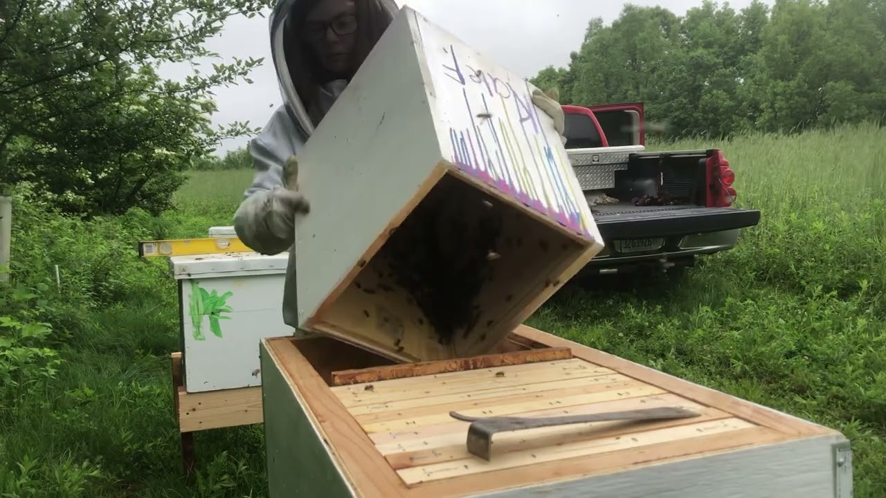 Heavy Layens Swarm trap transfer! 2nd year of beekeeping and lovin it.