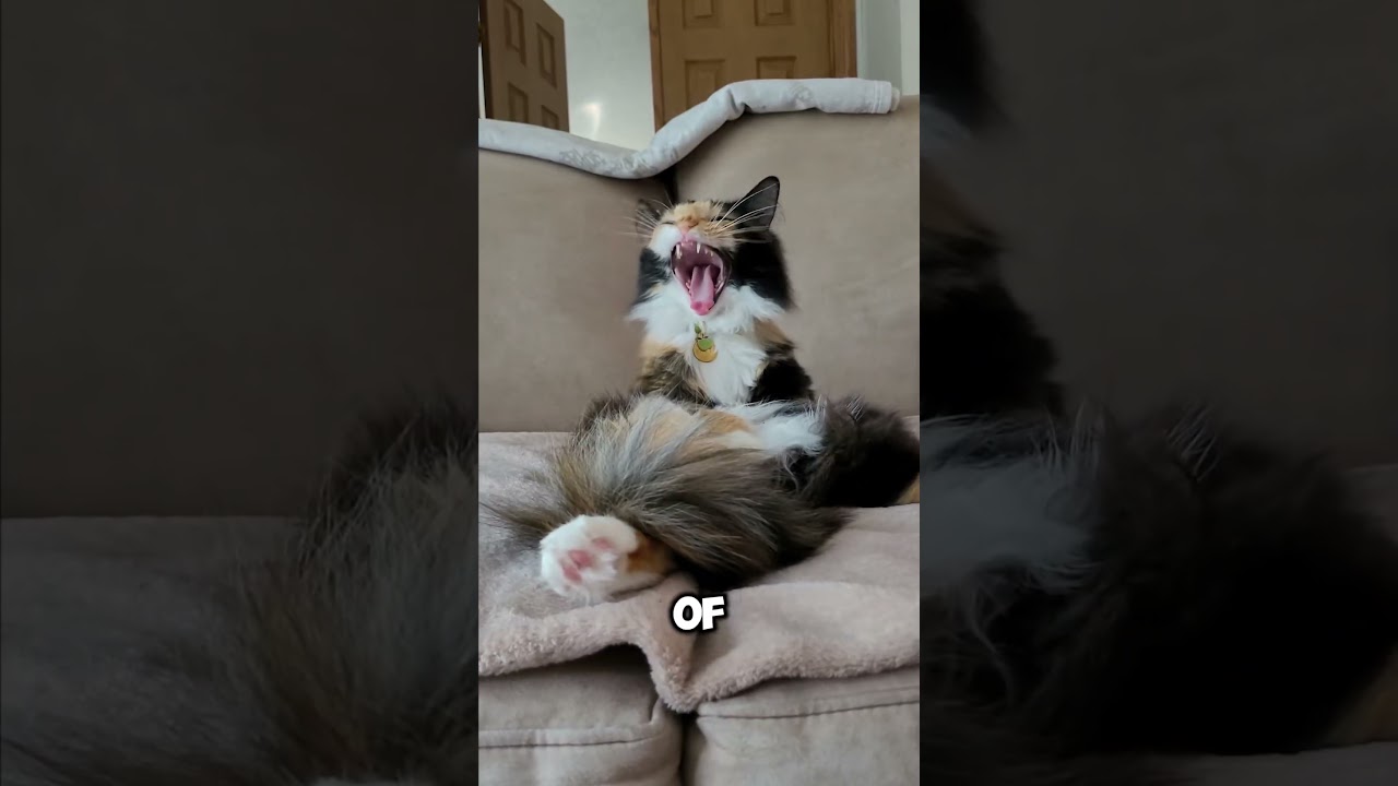 4 Reasons you should think twice before adapting a Calico Cat!