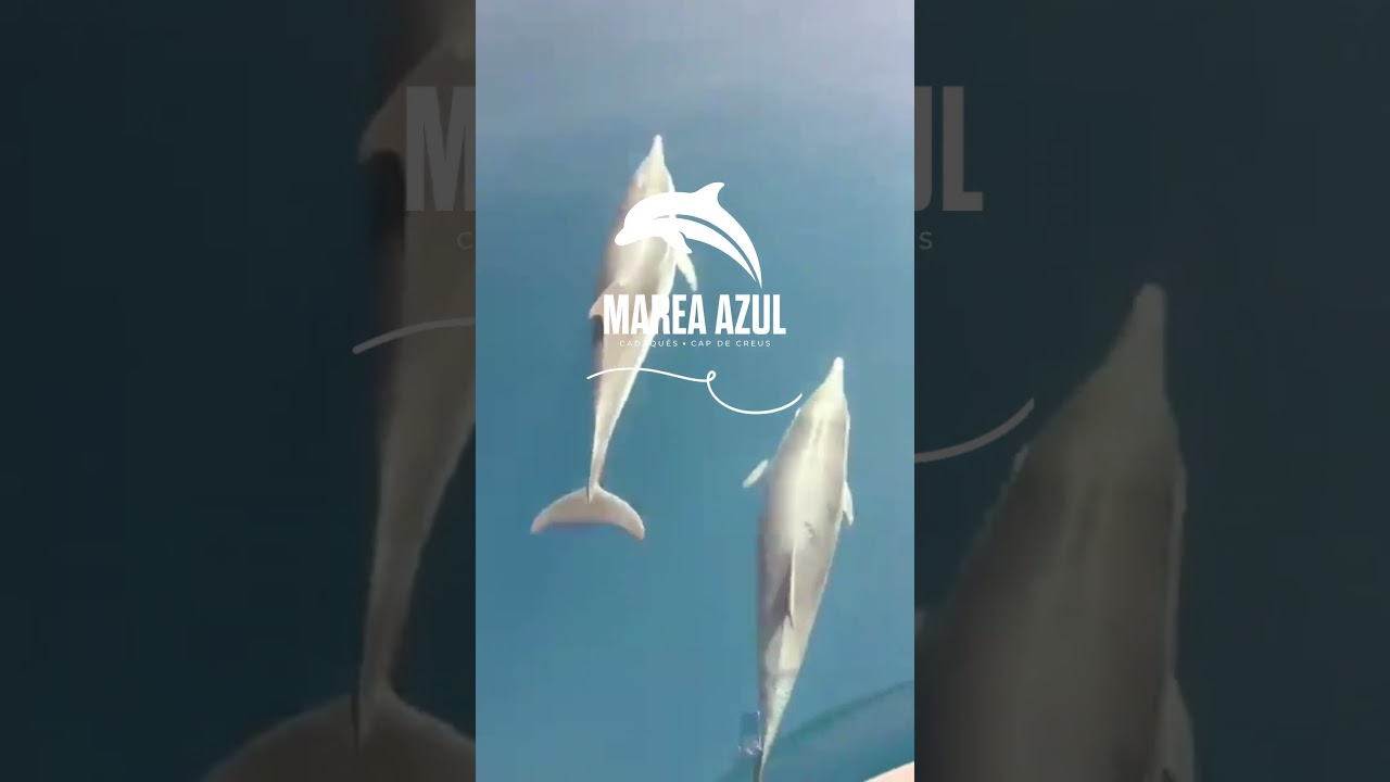 Blue Minimalist Travel Mobile Video