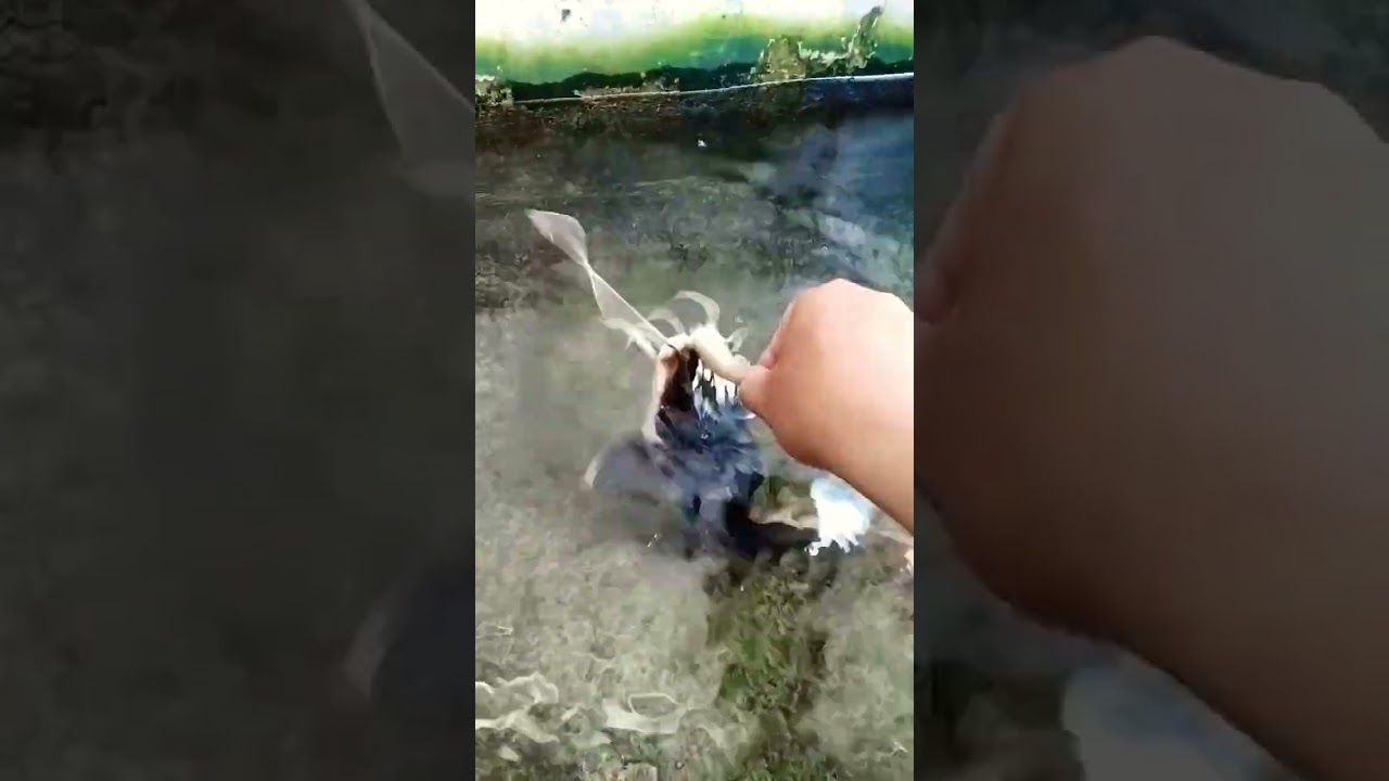 Hồng Vỹ 6 tháng tuổi ( Red tail 6 months) 