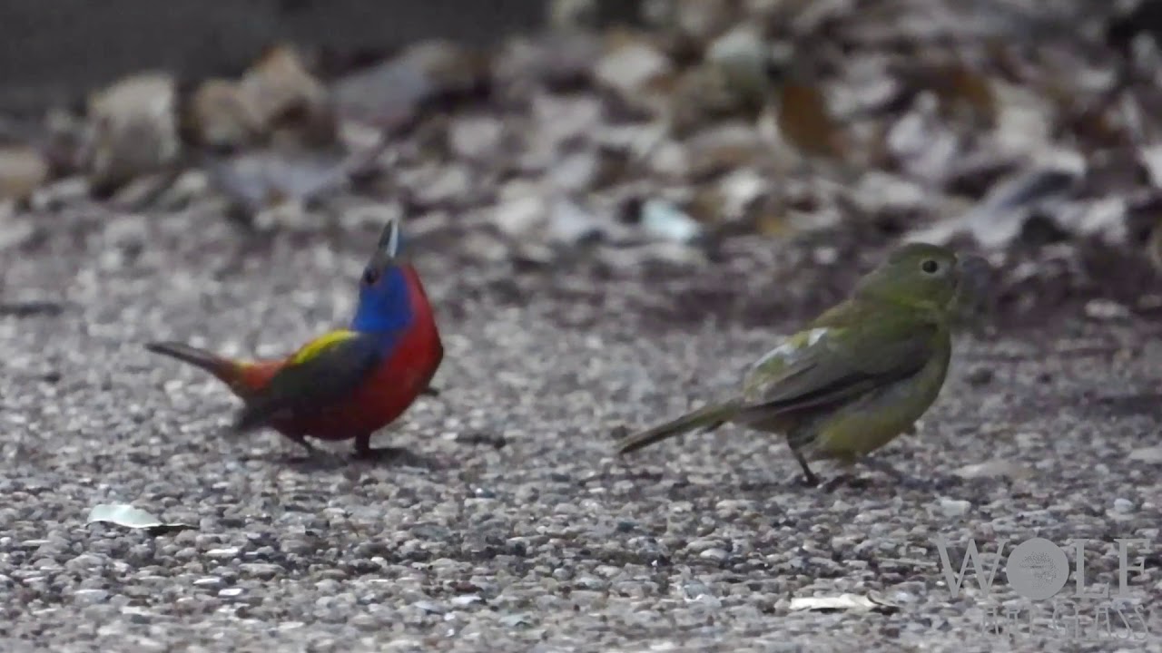 Painted Bunting Courtship Dance Display Mating 061620 Travis Co TX, Passerina ciris, siete colores