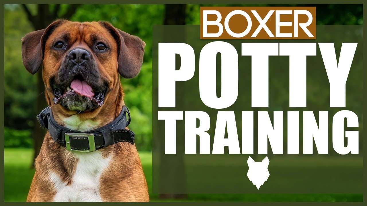 How To Potty Train Your BOXER