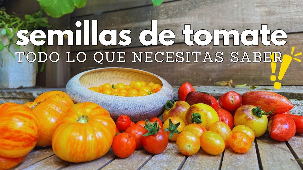 Obtener semillas del tomate (nuestros trucos)🍅