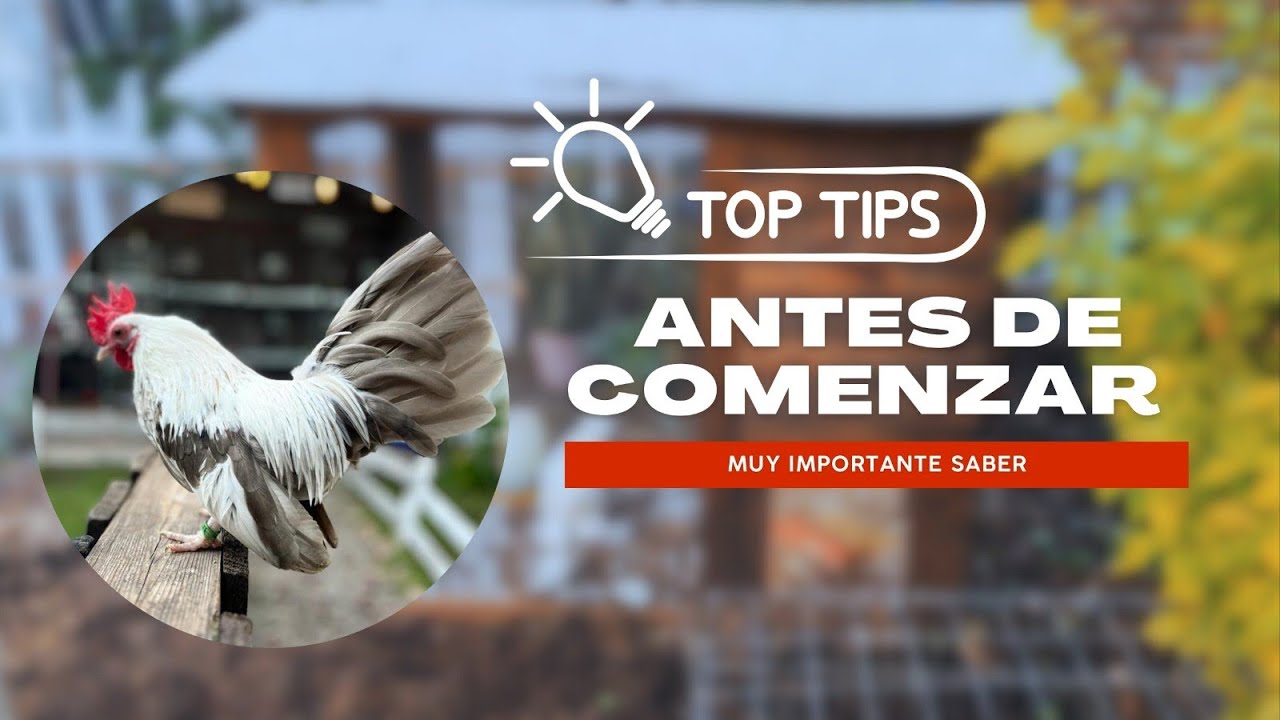 Antes de comenzar a criar Miniaturas Aztecas, tienes que saber esto