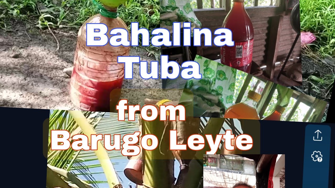 Tuba Bahalina ng Barugo Leyte, panoorin kung papano ginagawa